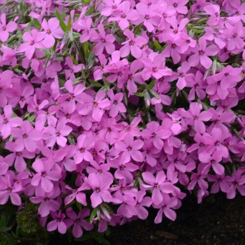 50 Magenta Sprite Phlox Seeds Flower Perennial Seed Flower Butterfly 1279 US