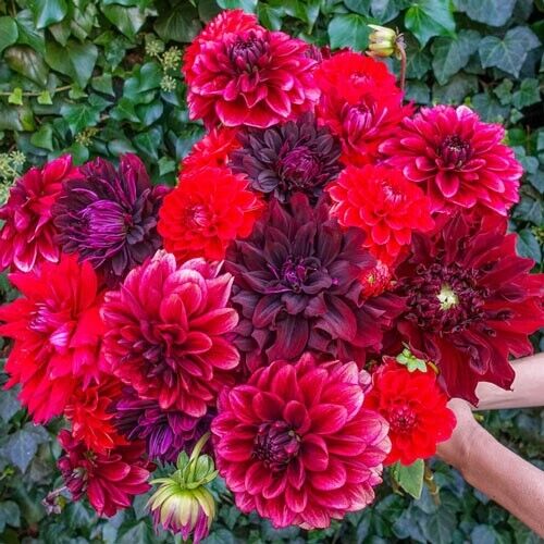 25 Stark Raving Red Dahlia Seeds Flower Perennial Flowers Flowering Bloom 1158