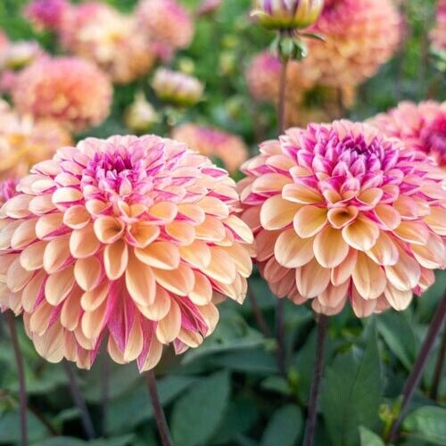 25 Palmares Dahlia Perennial Flowers Seeds Flowering Blooming seeds 1141 US SELL