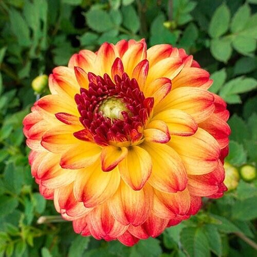 25 Kasagi Dahlia Seeds Flower Perennial Flower Seed Flowering Bloom 1128 US SELL