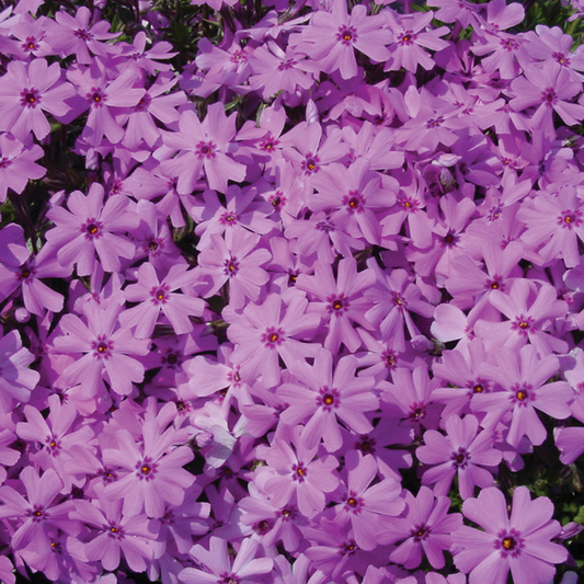 50 Fort Hill Phlox Seeds Flower Perennial Seed Flowers Butterfly 1246 US SELLER