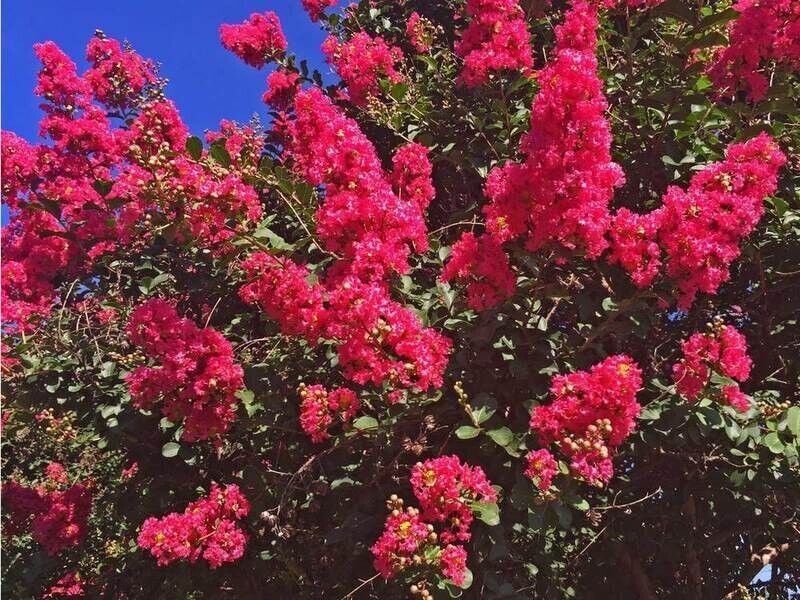 20 Dallas Red Cape Myrtle Seeds Tree Flower Perennial Flower Seed 1220 US SELLER