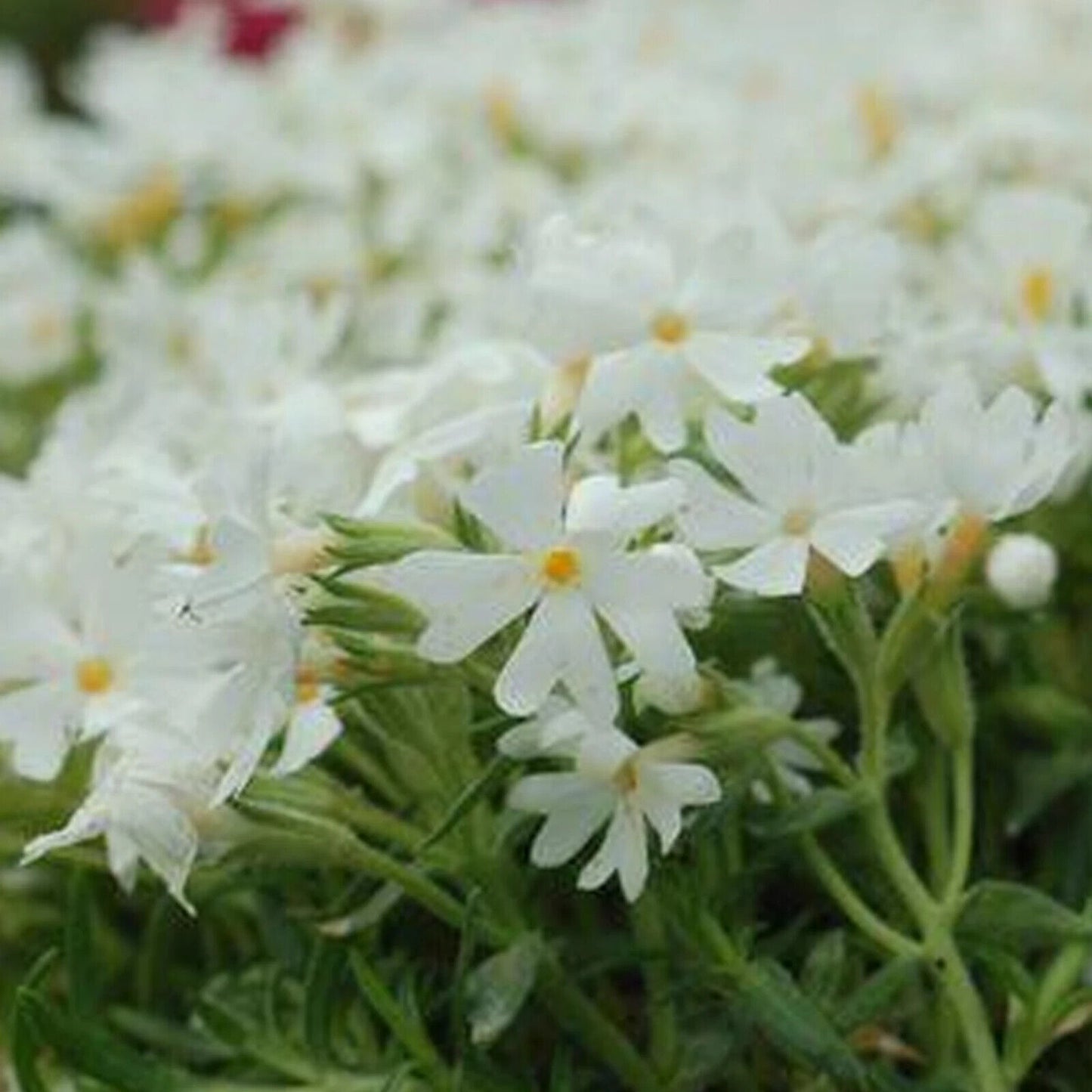 50 Snowflake Phlox Seeds Flower Perennial Seed Flowers Butterfly 1304 US SELLER