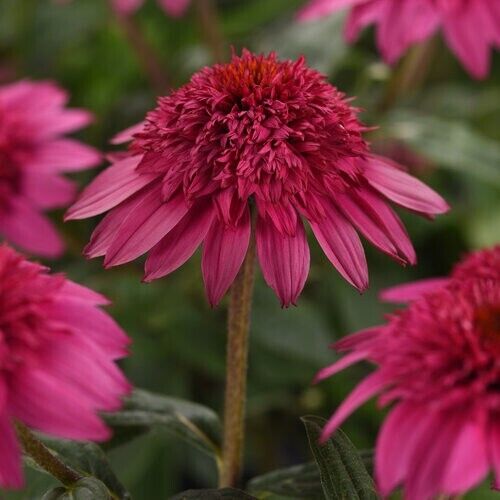 50 Watermelon Coneflower Seeds Echinacea Flower Perennial Bloom Flowers Seed 840