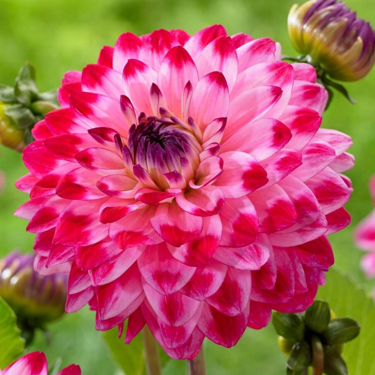 25 Seniors Dream Dahlia Perennial Flowers Seeds Flowering Bloom 1153 US SELL