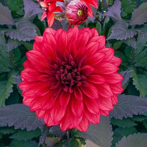 25 Cool Flame Dahlia Seeds Flower Perennial Flowers Seeds Flowering Bloom 1106