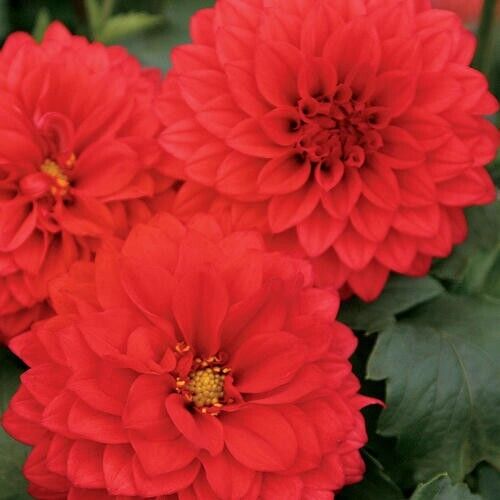 25 Grande Topia Dahlia Perennial Flowers Seeds Flowering Bloom 1119 US SELL