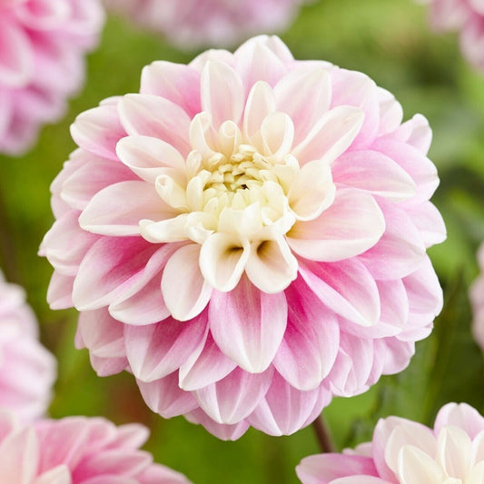 25 Fluffles Dahlia Perennial Flowers Seeds Flowering Bloom seeds 1112 US SELL