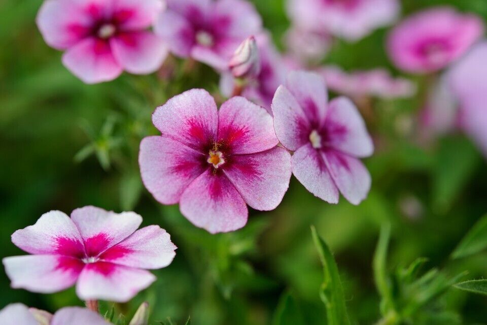 50 Cranberry & Cream Phlox Seeds Flower Perennial Seed Flowers Butterfly 1239 US