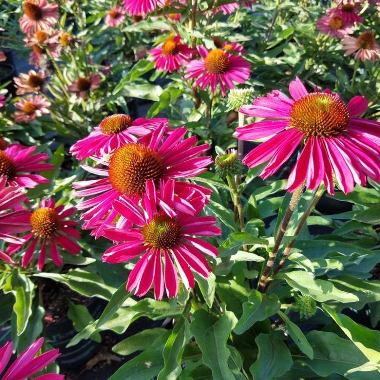 50 Kissmet Raspberry Coneflower Seeds Echinacea Flower Perennial Flowers 692