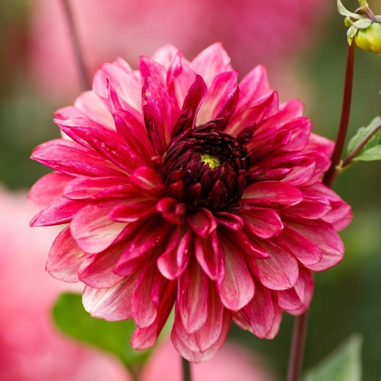 25 Bacardi Dahlia Seeds Flower Perennial Flowers Seeds Flowering US seller 1098