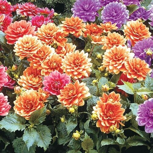 25 Gallery Cobra Dahlia Seeds Flowers Perennial Flower Seed Flowering Bloom 1115