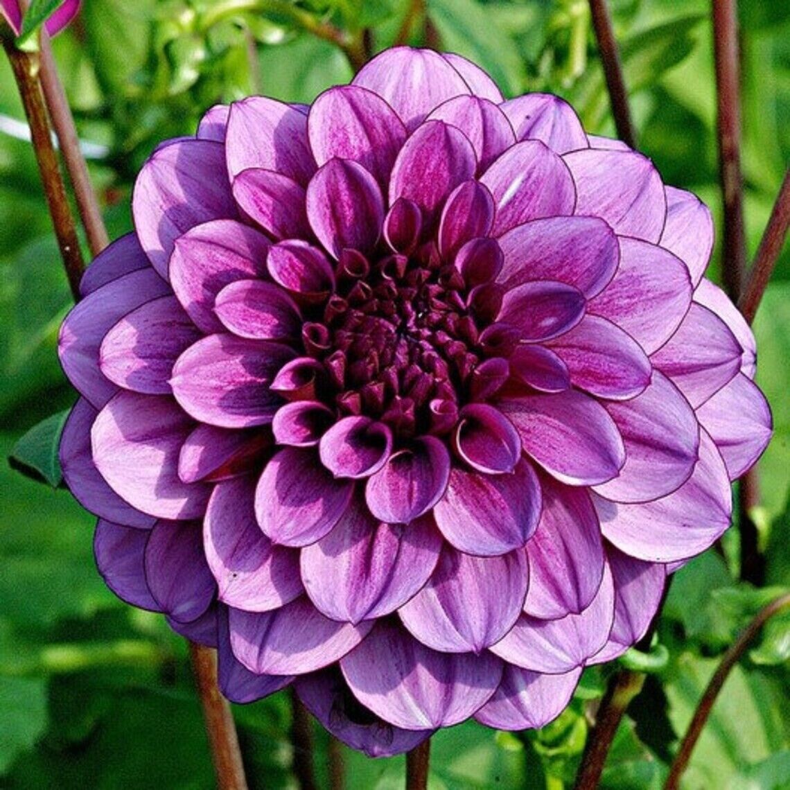 25 Milano Dahlia Perennial Flowers Seeds Flowering Bloom seeds 1136 US SELL