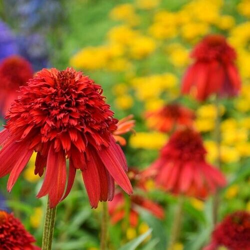 50 Hot Papaya Coneflower Seeds Echinacea Flower Perennial Bloom Flower Seed 1340