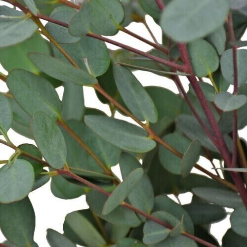 50 Moon Lagoon Eucalyptus Seeds Tree Flower Perennial Flowers Seed US SELL 1351