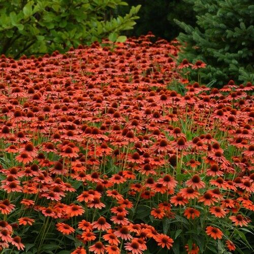 50 Flamanco Orange Coneflower Seeds Echinacea Flower Perennial Flower Seed 725
