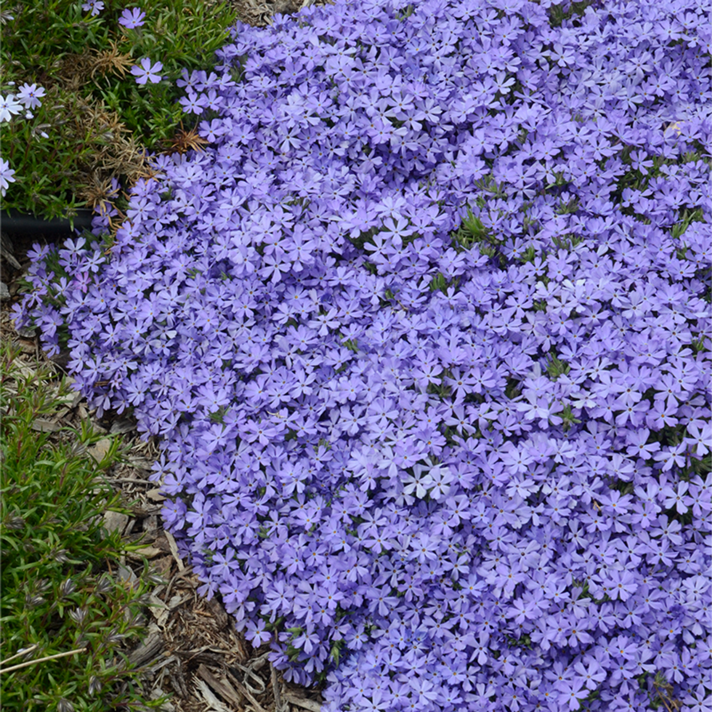 50 Violet Pinwheel Phlox Seeds Flower Perennial Seed Flowers Butterfly 1306 US