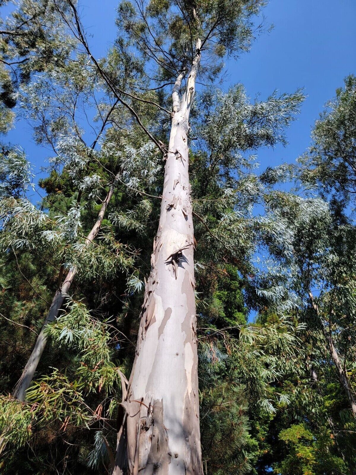 50 White Peppermint Eucalyptus Seeds Tree Flower Perennial Flowers Seed 1341