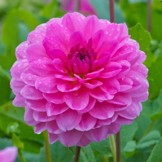 25 Rosella Dahlia Seeds Flower Perennial Flowers Seeds Flowering US Seller 1149