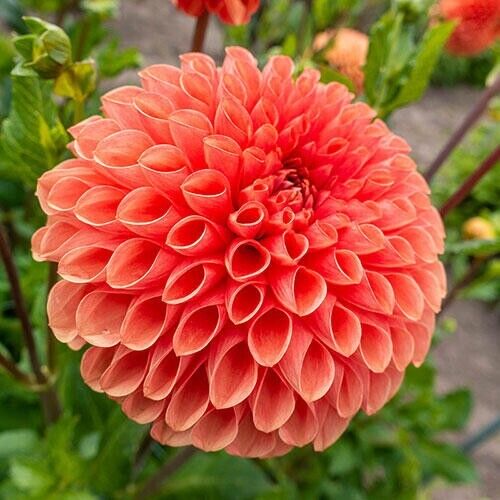 25 Linda Dahlia Seeds Flower Perennial Flowers Seed Flowering Bloom 1122 US SELL