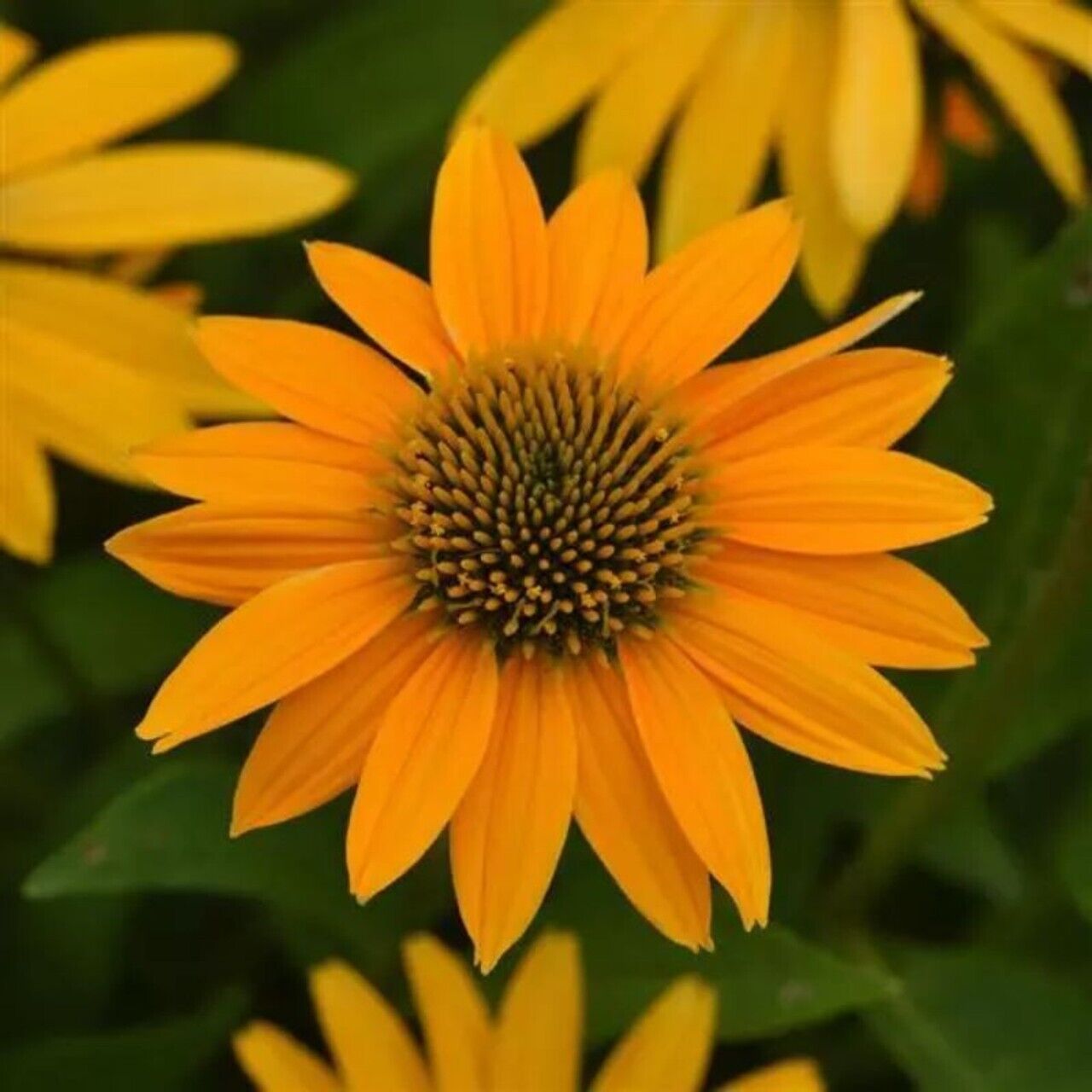 50 Yellow Ombre Coneflower Seeds Echinacea Flower Perennial Flowers Seed 1334