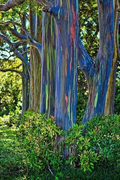 50 Rainbow Eucalyptus Seeds Tree Flower Perennial Flowers Seed US SELLER 1348