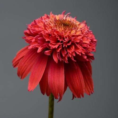 50 Orangeberry Coneflower Seeds Echinacea Flower Perennial Bloom Flowers 1022