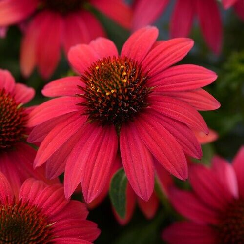 50 Baja Burgundy Coneflower Seeds Flower Perennial Bloom Flowers Seeds US 1335