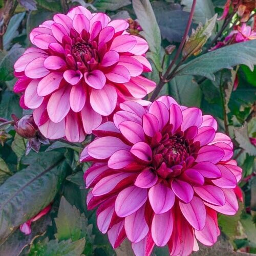 25 Melissa Ann Dahlia Seeds Flower Perennial Flowers Seed Flowering Bloom 1131