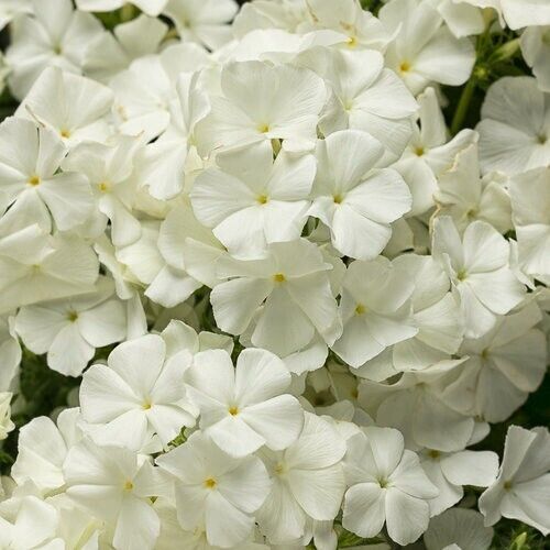 50 Intense White Phlox Seeds Flower Perennial Seed Flowers Butterfly 1259 US