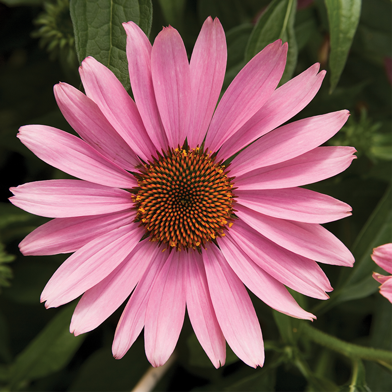 50 Prairie Splender Coneflower Seeds Echinacea Flower Perennial Flowers Seed 830