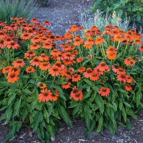 50 Adobe Orange Coneflower Seeds Echinacea Flower Perennial Flowers Seeds 1332