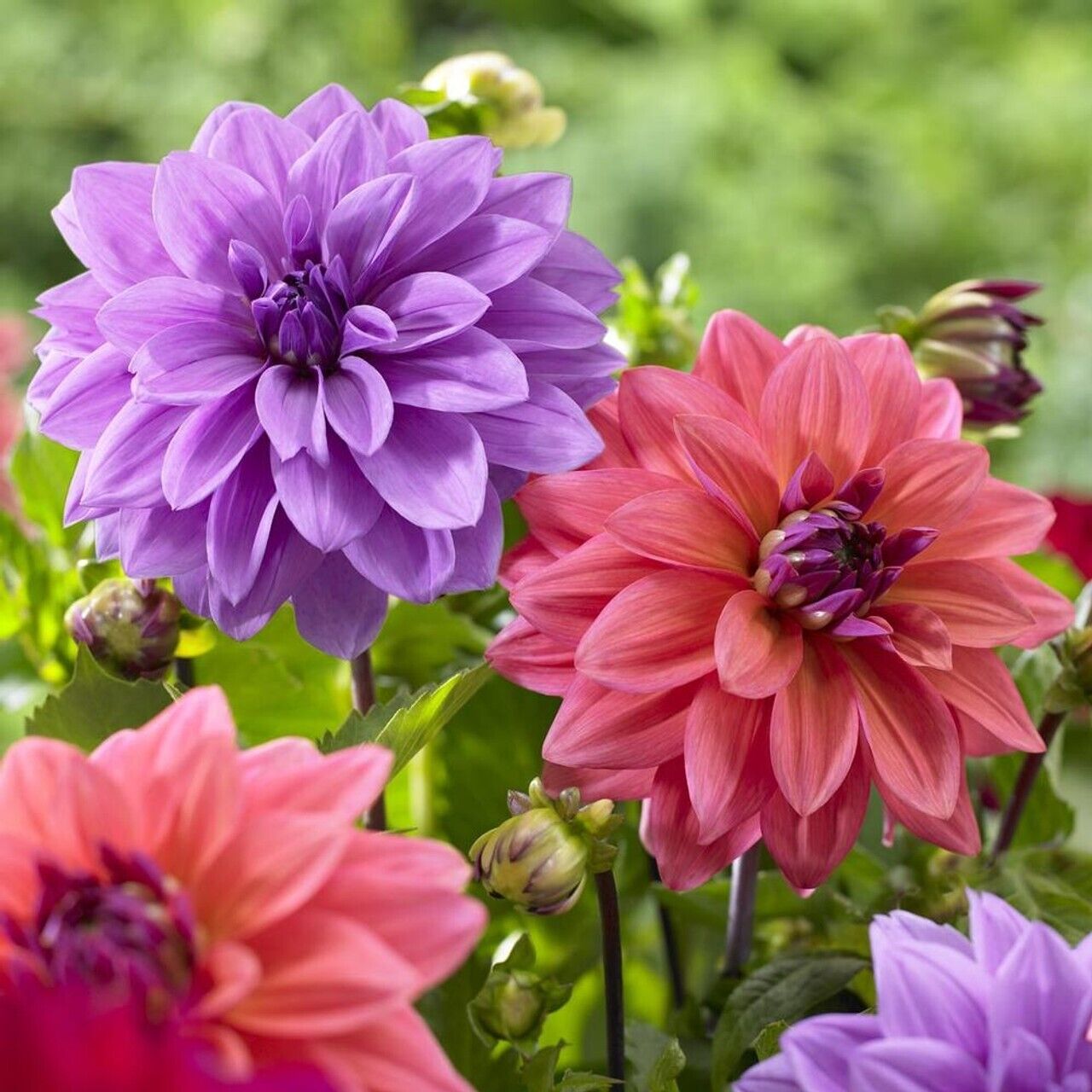 25 Blue Bell Dahlia Seeds Flower Perennial Flowers Seed Flowering US seller 1099