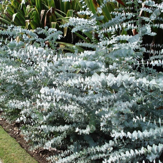 50 Baby Blue Eucalyptus Seeds Tree Flower Perennial Flowers Seed US SELLER 1385