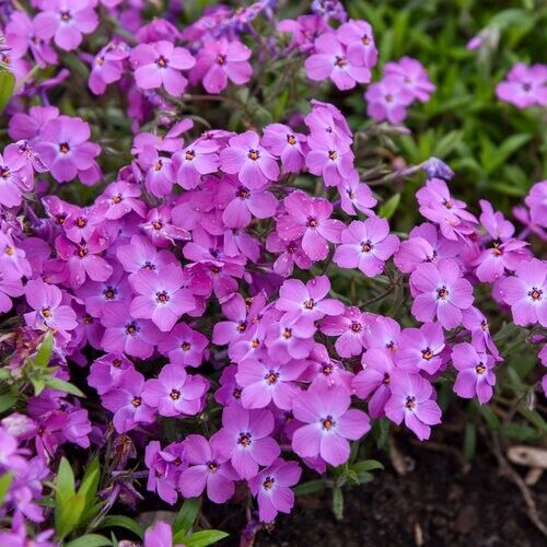 50 Rose Sprite Phlox Seeds Flower Perennial Seed Flowers Butterfly 1292 US SELL