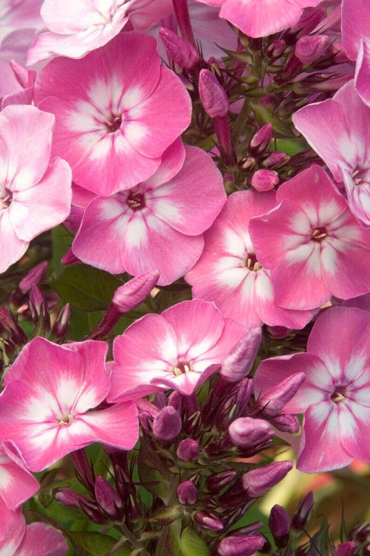 50 Leopoldi Phlox Seeds Flower Perennial Seed Flowers Butterfly 1269 US SELLER