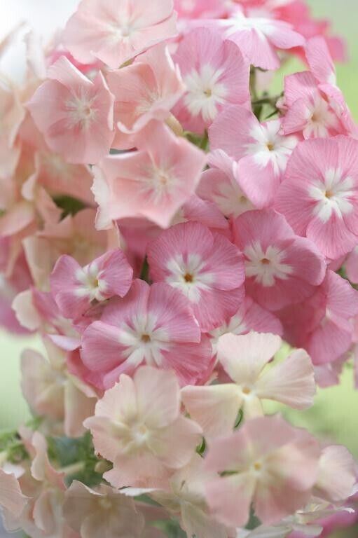 50 Beauty Phlox Seeds Flower Perennial Seed Flowers Butterfly 1236 US SELLER