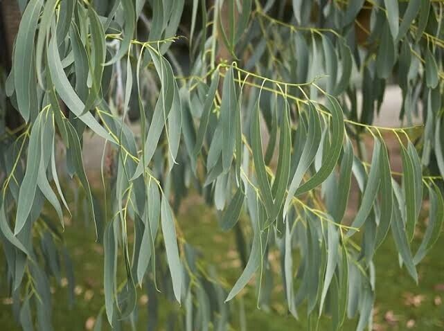 50 Spinning Gum Eucalyptus Seeds Tree Flower Perennial Flowers Seed 1343