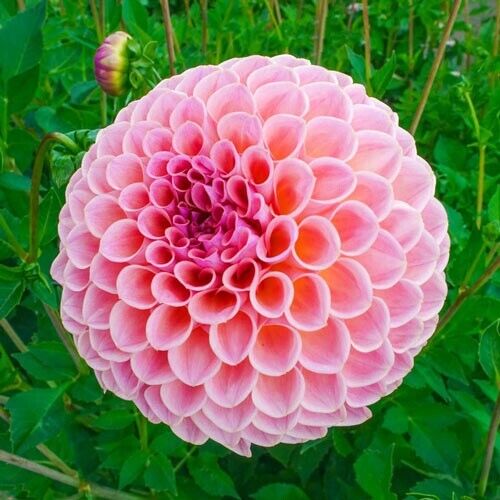 25 Winnie Dahlia Perennial Flowers Seeds Flowering Bloom seeds 1126 US SELL