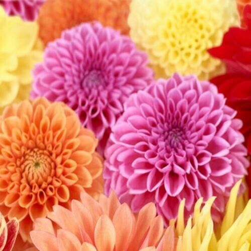 25 Spring Mix Dahlia Seeds Flower Perennial Flowers Flowering Bloom 1156 US SELL