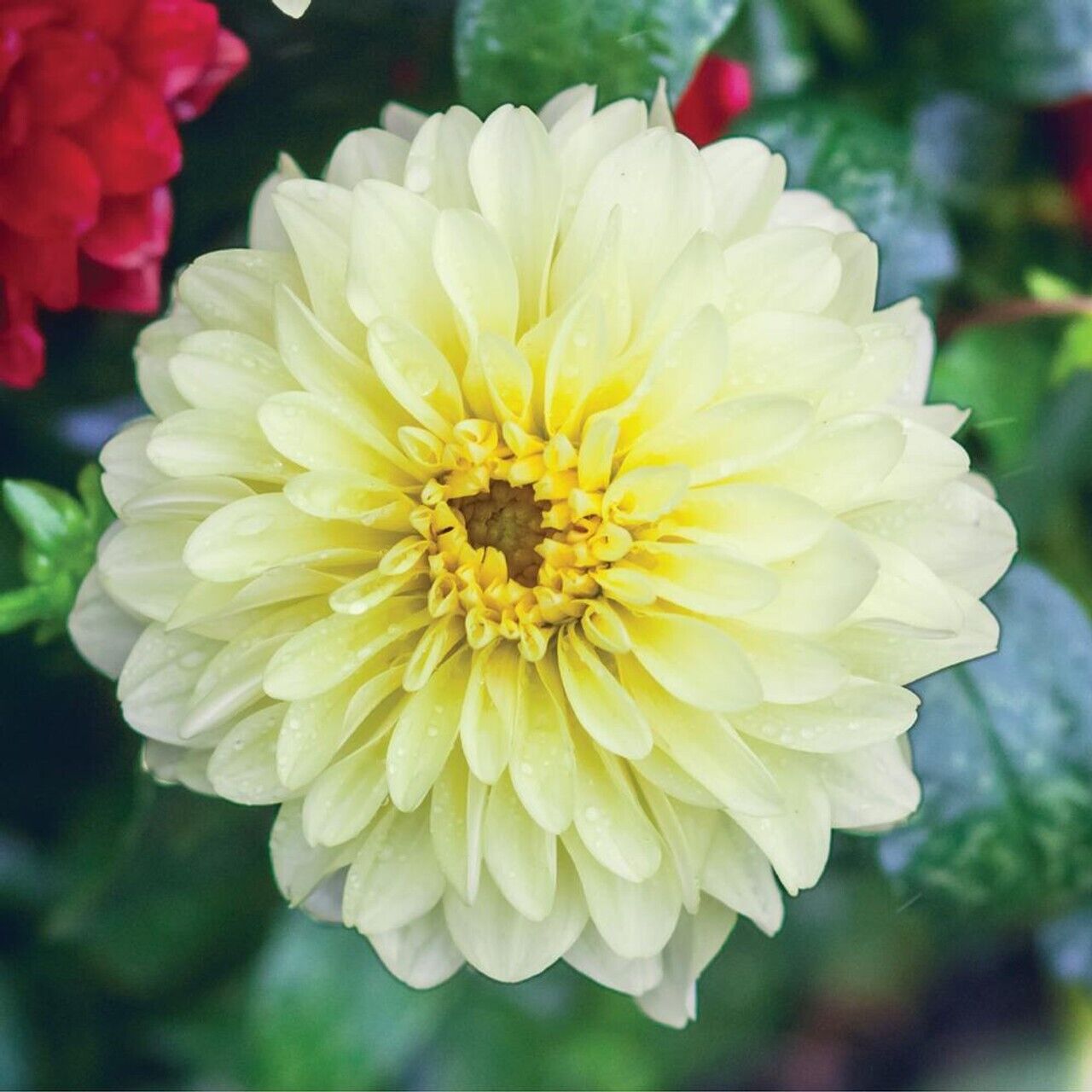 25 Serenade Dahlia Perennial Flowers Seeds Flowering Blooming seeds 1154 US SELL