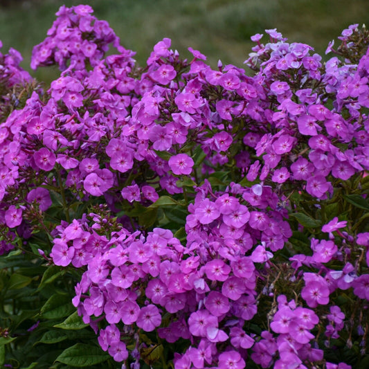 50 Cover Girl Phlox Seeds Flower Perennial Seed Flowers Butterfly 1250 US SELLER