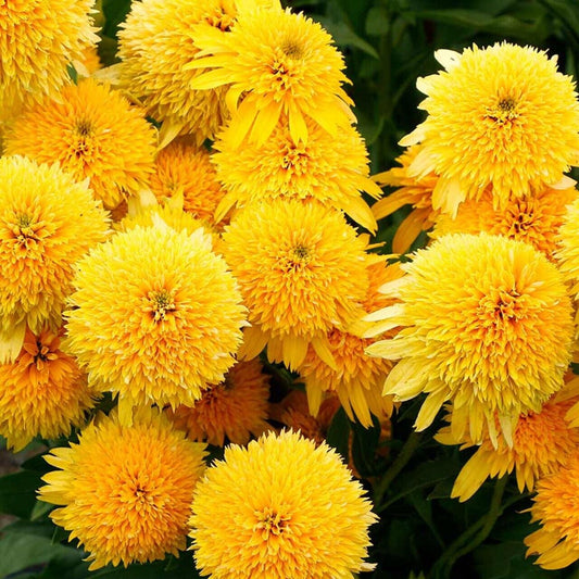 50 CaraYellow Coneflower Seeds Echinacea Flower Perennial Bloom Flower Seed 1436