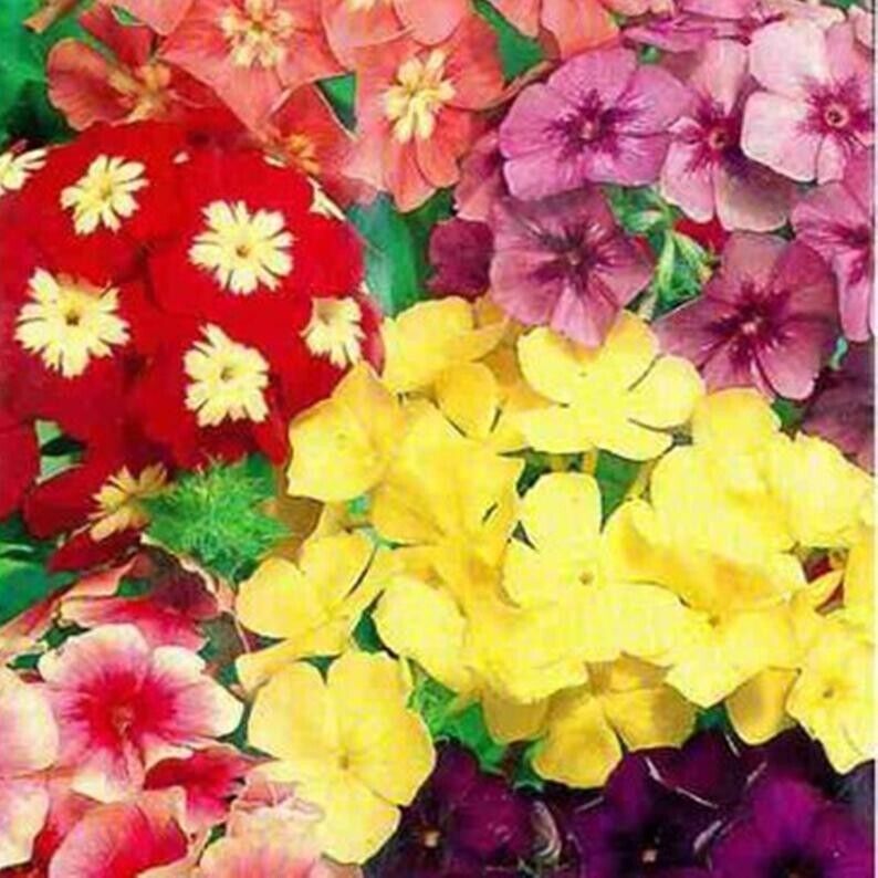 50 Dwarf Mix Phlox Seeds Flower Perennial Seed Flowers Butterfly 1242 US SELLER