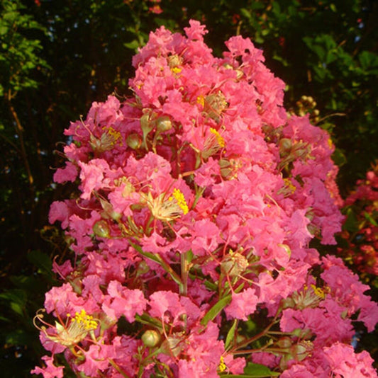 20 Tuscarora Cape Myrtle Seeds Tree Flower Perennial Flowers Seed 1234 US SELLER