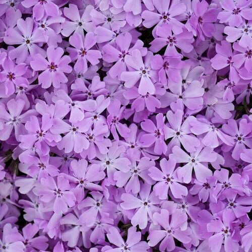 50 Purple Sparkle Phlox Seeds Flower Perennial Seed Flowers Butterfly 1291 US