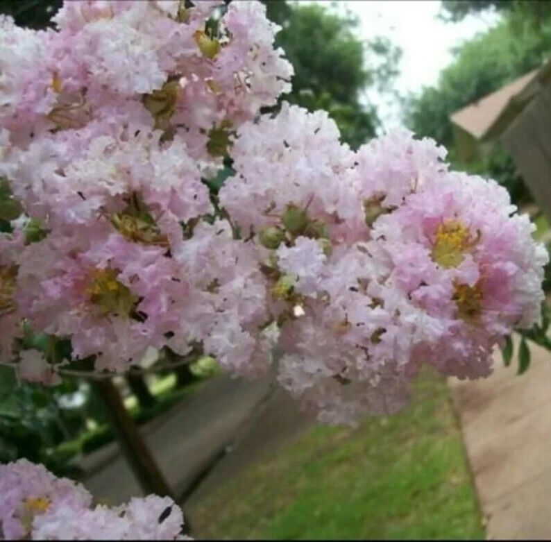 20 Pale Pink Cape Myrtle Seeds Tree Flower Perennial Flower Seed 1223 US SELLER