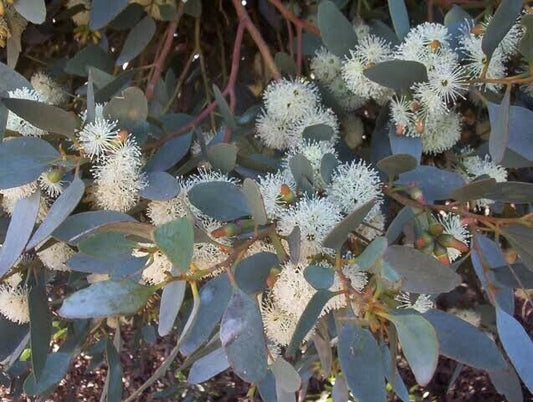 50 Moot Eucalyptus Seeds Tree Flower Perennial Flowers Seed US SELLER 1350