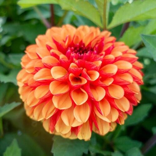 25 American Sunset Dahlia Seeds Flower Perennial Flowers Seeds Flowering US 1096