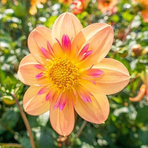 25 Kelsey Ann Dahlia Perennial Flowers Seeds Flowering Bloom 1129 US SELL